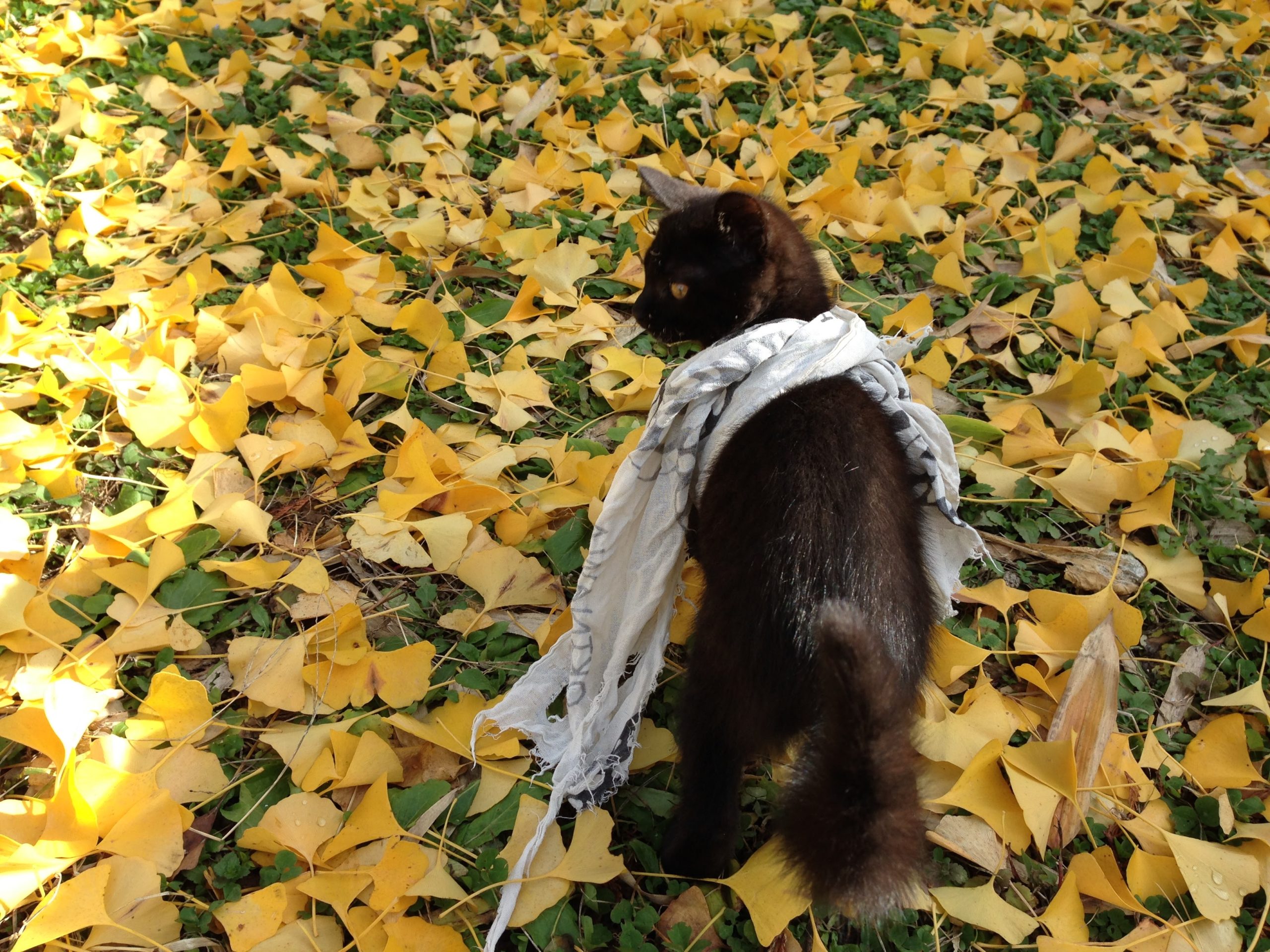 創業キャンペーン実施中！